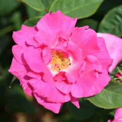 Climbing Rose Bare Root Collection -Garden Centre Store 530010 3