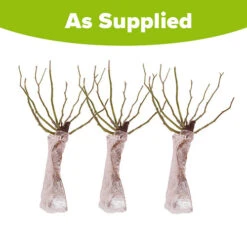 Climbing Rose Bare Root Collection -Garden Centre Store 530010 4
