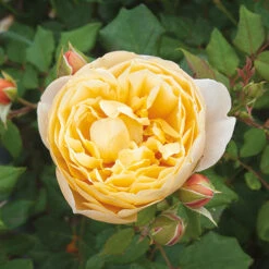 Classic 'Old English' Shrub Rose Collection -Garden Centre Store 530022 2