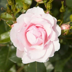 Classic 'Old English' Shrub Rose Collection -Garden Centre Store 530022 3