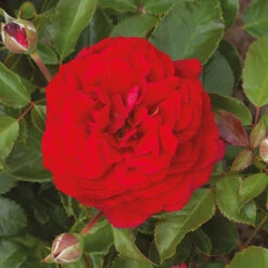Classic 'Old English' Shrub Rose Collection -Garden Centre Store 530022 4