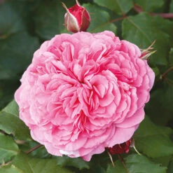 Classic 'Old English' Shrub Rose Collection -Garden Centre Store 530022 5