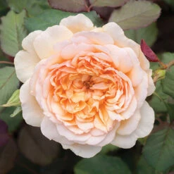 Classic 'Old English' Shrub Rose Collection -Garden Centre Store 530022 6