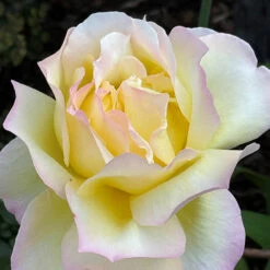 Rose 'Peace' -Garden Centre Store 530023 2
