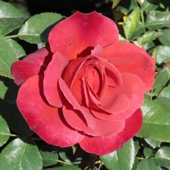 Rose 'Hot Chocolate' 7 Rose 'Hot Chocolate' -Garden Centre Store 530056 2