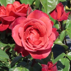 Rose 'Hot Chocolate' 9 Rose 'Hot Chocolate' -Garden Centre Store 530056 4