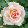 Rose 'Chandos Beauty' ®