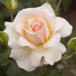 Rose 'Chandos Beauty' ® -Garden Centre Store 530069 2