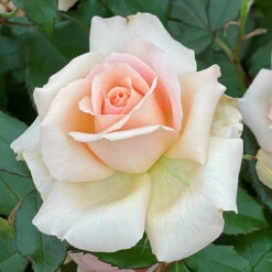 Rose 'Chandos Beauty' ® -Garden Centre Store 530069 3