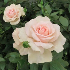Rose 'Chandos Beauty' ® -Garden Centre Store 530069 4