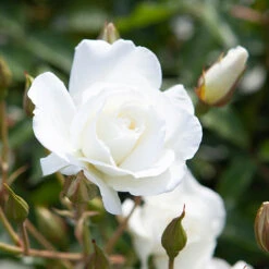 Rose 'Iceberg'