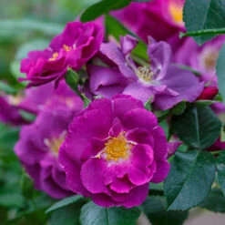 Rose 'Rhapsody In Blue' -Garden Centre Store 530182 4