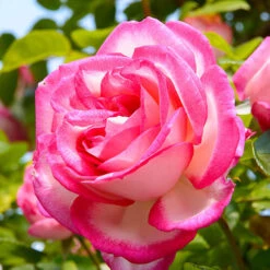 Climbing Rose 'Handel' -Garden Centre Store 530184 2