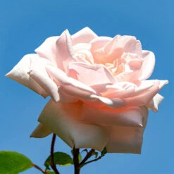 Climbing Rose New Dawn -Garden Centre Store 530185 2