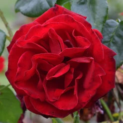 Climbing Rose 'Dublin Bay'