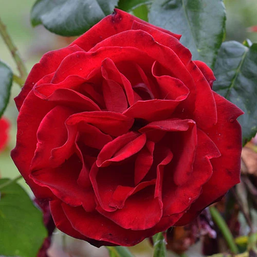 Climbing Rose 'Dublin Bay' 1 Climbing Rose 'Dublin Bay'