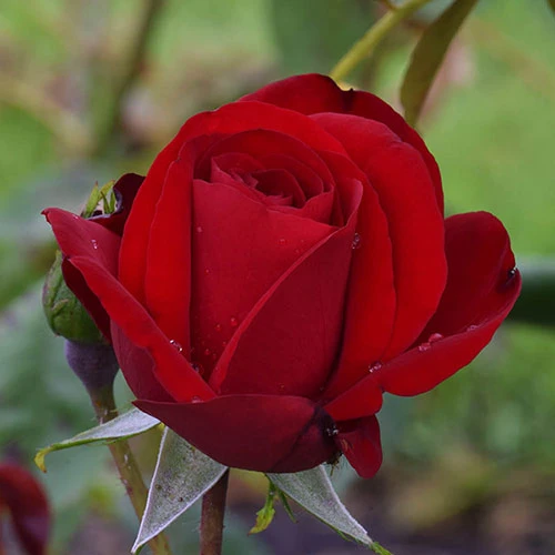 Climbing Rose 'Dublin Bay' 2 Climbing Rose 'Dublin Bay' - Image 2