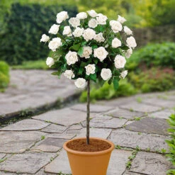 Patio Standard Rose 'White'