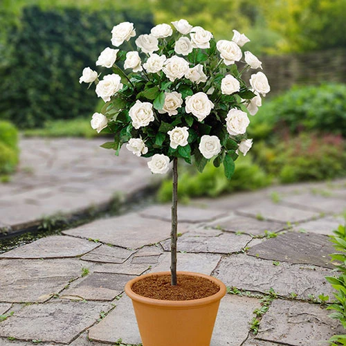 Patio Standard Rose 'White' 1 Patio Standard Rose 'White'