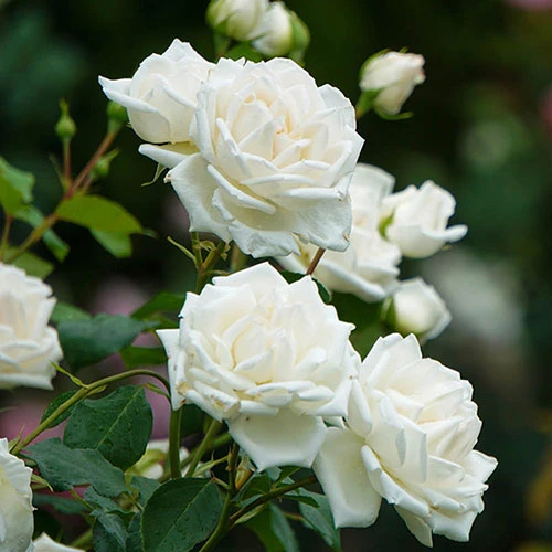 Patio Standard Rose 'White' 2 Patio Standard Rose 'White' - Image 2
