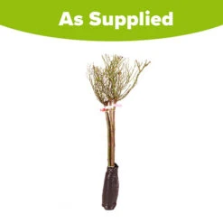 Patio Standard Roses Collection -Garden Centre Store 530199 5