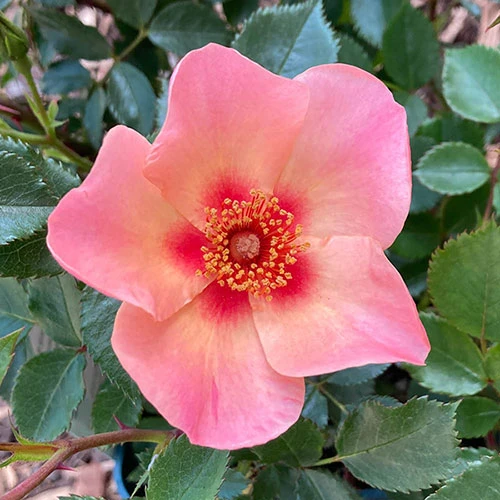 Rose Of The Year 2015 'For Your Eyes Only' 2 Rose Of The Year 2015 'For Your Eyes Only' - Image 2