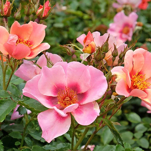 Rose Of The Year 2015 'For Your Eyes Only' 3 Rose Of The Year 2015 'For Your Eyes Only' - Image 3