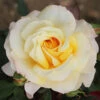 Rose Of The Year 2016 'Sunny Sky'