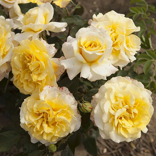 Rose Of The Year 2016 'Sunny Sky' 3 Rose Of The Year 2016 'Sunny Sky' - Image 3