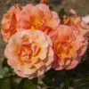Rose 'Scent From Heaven'