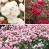 'Classic' Groundcover Rose Collection