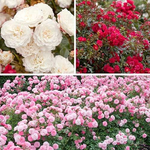 'Classic' Groundcover Rose Collection 1 'Classic' Groundcover Rose Collection