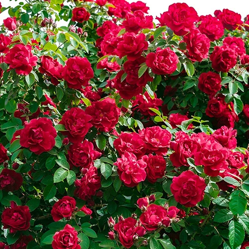 'Classic' Groundcover Rose Collection 2 'Classic' Groundcover Rose Collection - Image 2