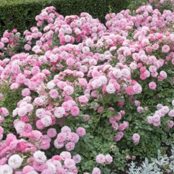 'Classic' Groundcover Rose Collection 7 'Classic' Groundcover Rose Collection -Garden Centre Store 530247 2