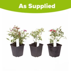 'Classic' Groundcover Rose Collection 9 'Classic' Groundcover Rose Collection -Garden Centre Store 530247 4