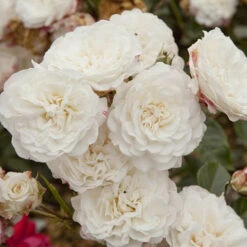 6 X Groundcover Roses -Garden Centre Store 530262 3