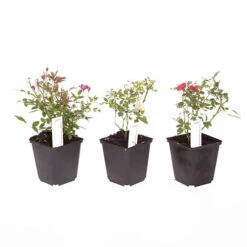 6 X Groundcover Roses -Garden Centre Store 530262 4