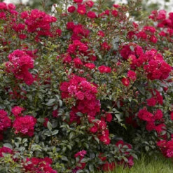 6 X Groundcover Roses -Garden Centre Store 530262 5