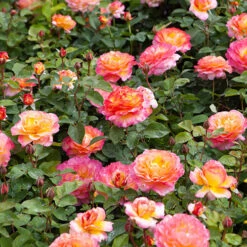 Rose Gorgeous -Garden Centre Store 530311 2