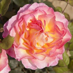Rose Gorgeous -Garden Centre Store 530311 3