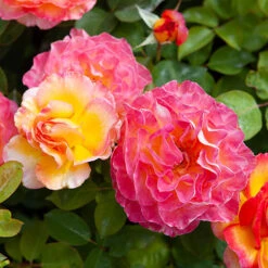 Rose Gorgeous -Garden Centre Store 530311 4