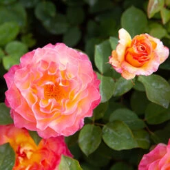 Rose Gorgeous -Garden Centre Store 530311 5