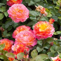 Rose Gorgeous -Garden Centre Store 530311 6