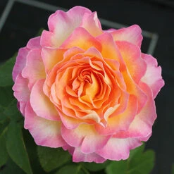 Rose Gorgeous -Garden Centre Store 530311 7