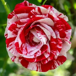 Rose 'Raspberry Ripple' (Papageno) -Garden Centre Store 530345 2