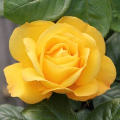Rose 'Climbing Arthur Bell' -Garden Centre Store 530362 2