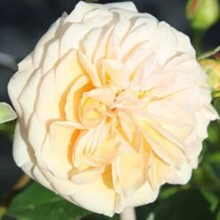 Rose 'Timeless Cream'