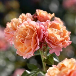 Rose 'Marie Curie' -Garden Centre Store 530434 2