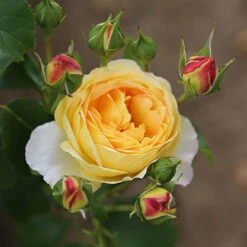 ROTY 2021 Rose 'Belle De Jour' 9 ROTY 2021 Rose 'Belle De Jour' -Garden Centre Store 530478 2