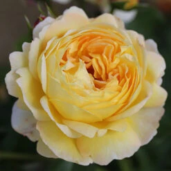 ROTY 2021 Rose 'Belle De Jour' 11 ROTY 2021 Rose 'Belle De Jour' -Garden Centre Store 530478 4